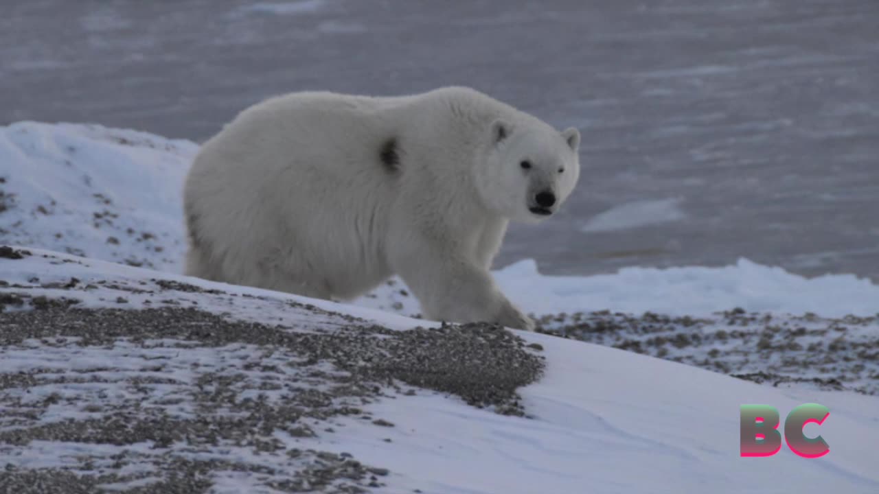 Canada man jumps on polar bear to defend wife from attack