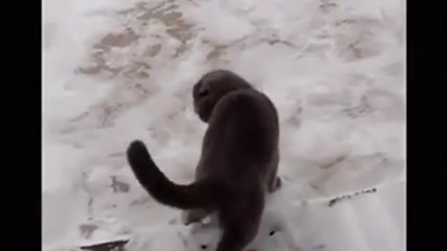 A cat on summer tires