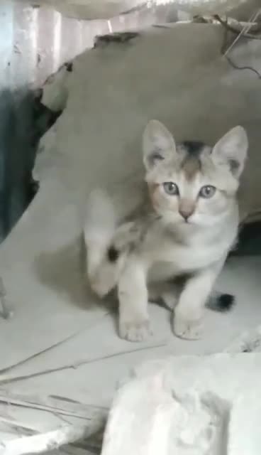 Cat Kitten