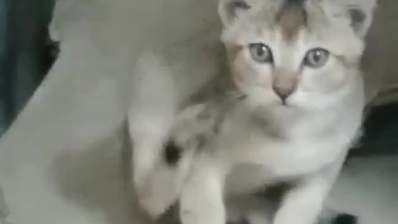 Cat Kitten