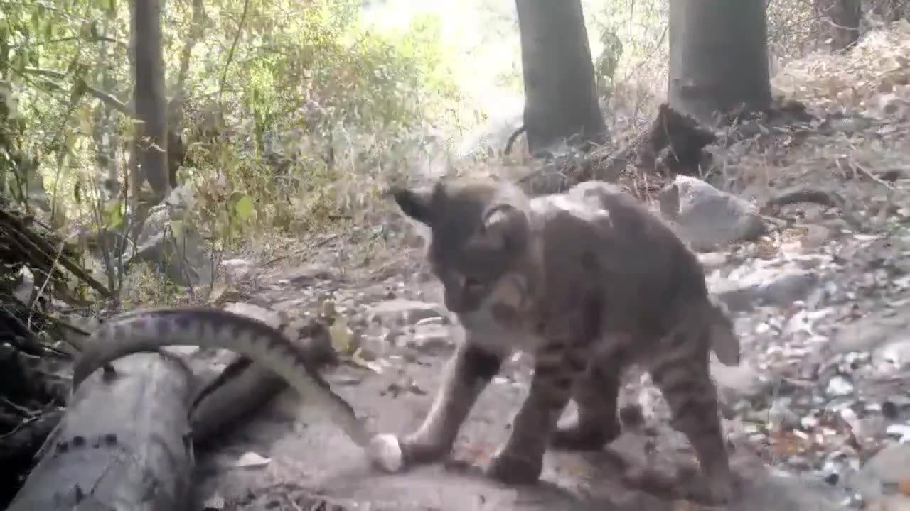 A Rattlesnake and Bobcat Battle