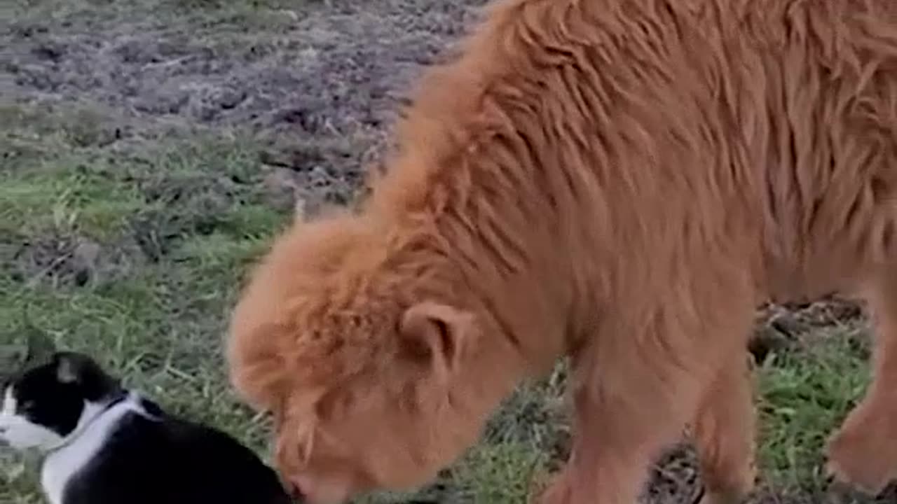 Making friends isn't a simple matter