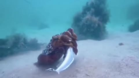 amazing animals videos...