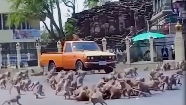 The monkey is sharpening knife