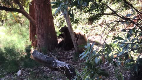 Mama Bear Wrestles With Cubs