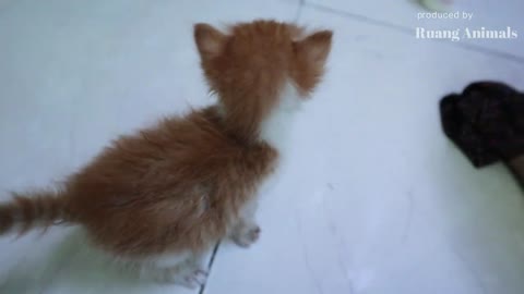 Kasian, Anak Kucing Ini Menangis Mencari Ibunya