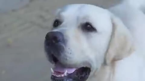 Dog saved a blind man💕❤️