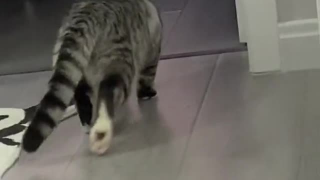 #pet #cute