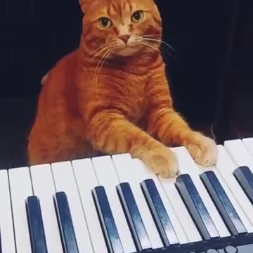 Chopin nocturne🦉 A which ......? 😸