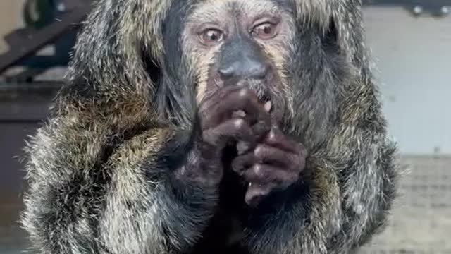 Chloe Loves monkey nut