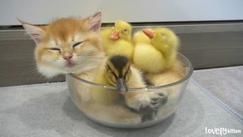 This bowl which filled with fluffy kitten and ducklings will make your heart flutter