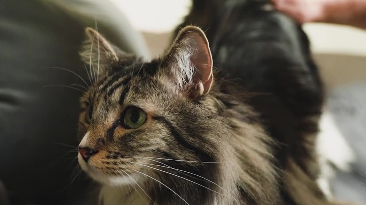 Title: The Ultimate Cat Relaxation: The Joy of Petting