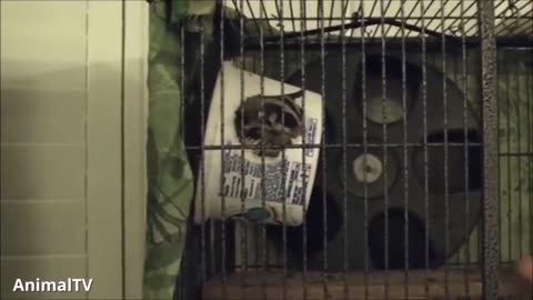 SUGAR GLIDER CUTE COMPILATION VIDEO-2023