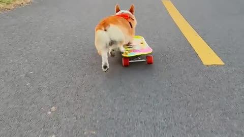 Skating corgy