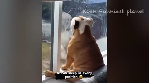 Funny dogs and cats videos 2024 😂