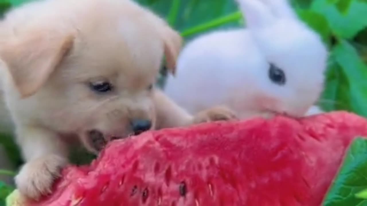 Two little cuties eating separately, not bothering each other.