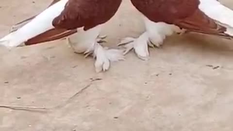 Pigeon kissing mating