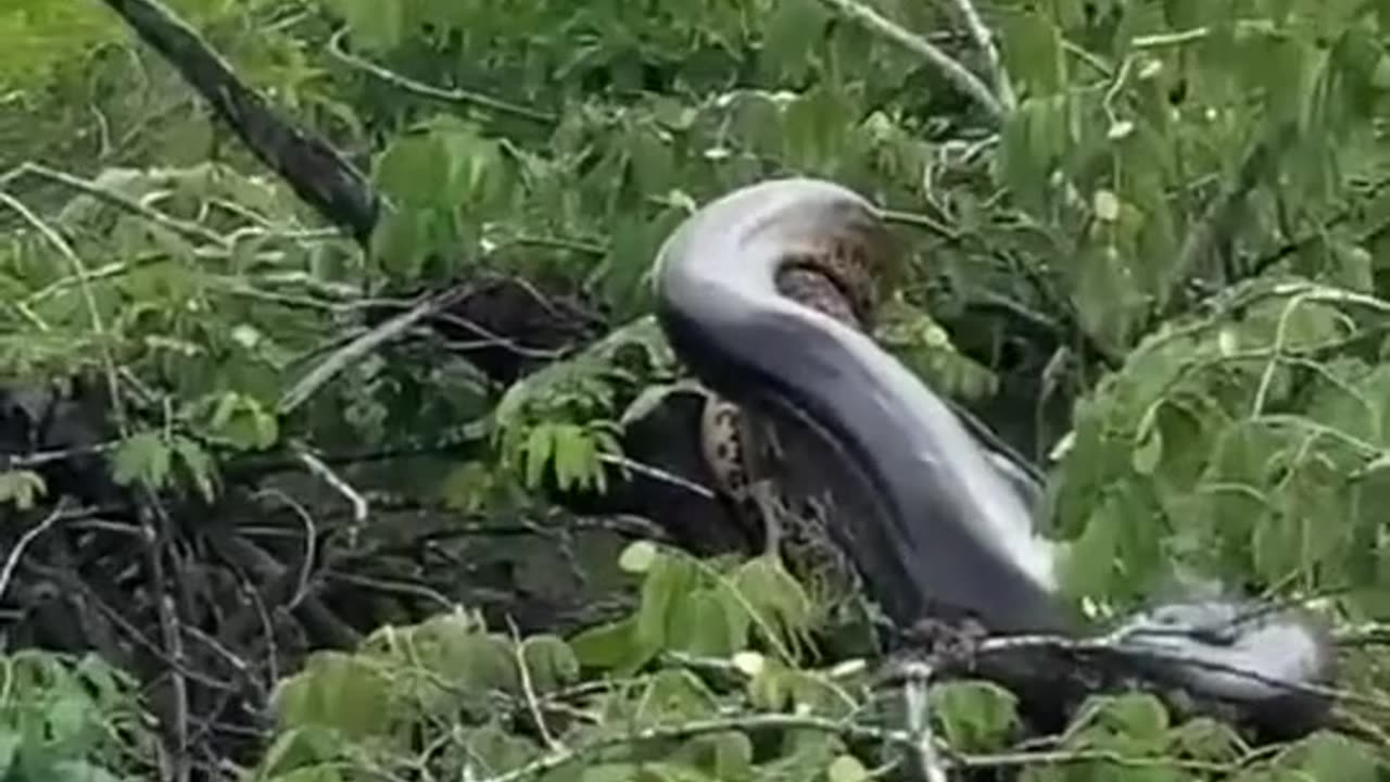 Gaint anaconda found alive