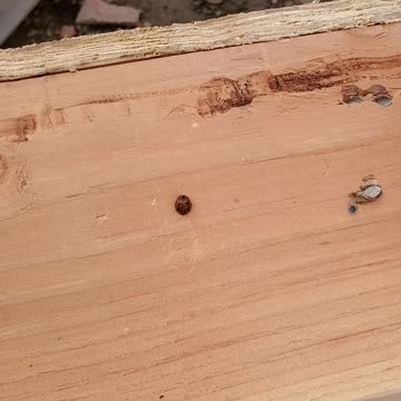 Ladybug stuck on it side