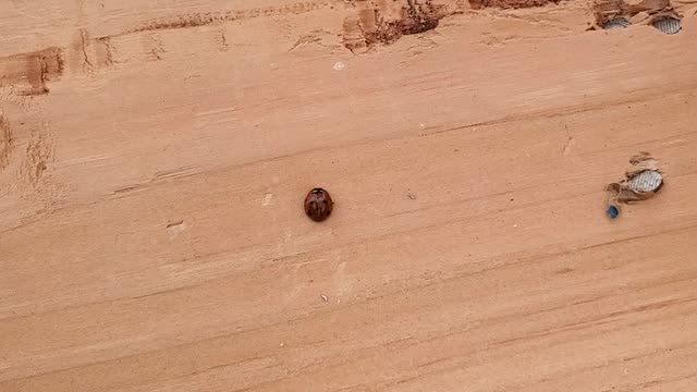 Ladybug stuck on it side