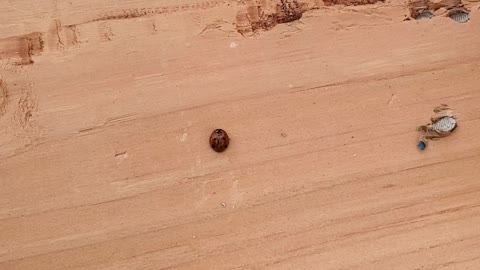 Ladybug stuck on it side
