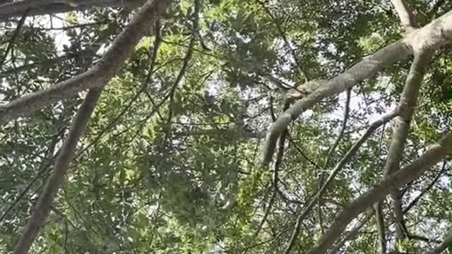 brazil tree spiral highlight