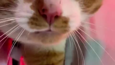 Funny Cats