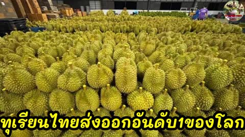 ทุเรียนไทยก้าวกระโดดขึ้นเบอ1 ของโลก/ผลไม้ไทยส่งออก/yutthapongchanal