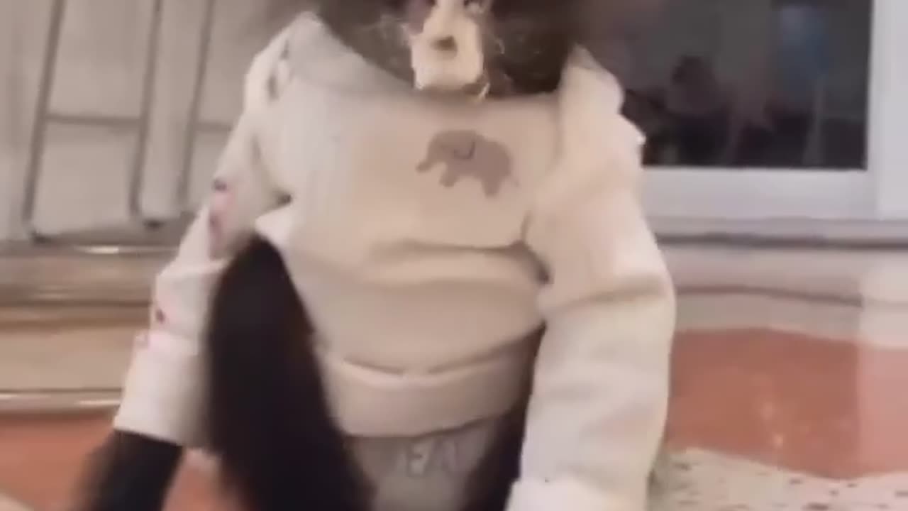 No pants 🩳👖 monkey 🐒🐵🐒🐵🐵