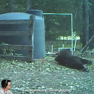 Bear Snaps His Twigs & Berries