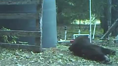 Bear Snaps His Twigs & Berries