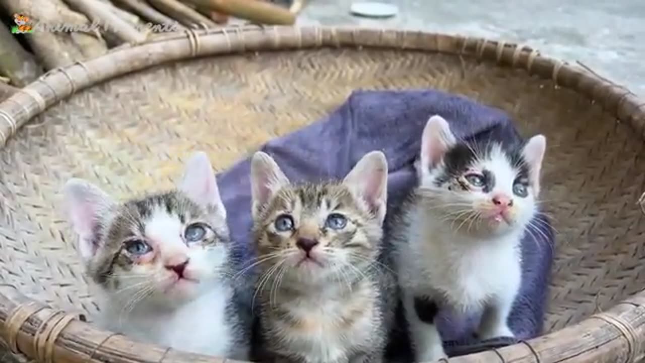 Pet Funny Video