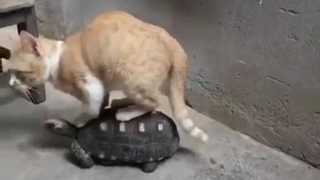 cat transport funny