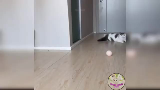 Funny cat video