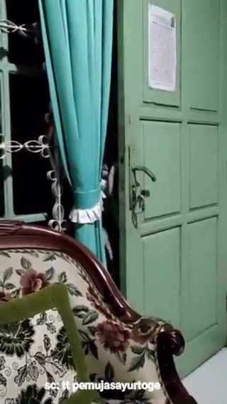 FUNNY CAT VIDEOS SCARRY CAT | TRY NOT LAUGH