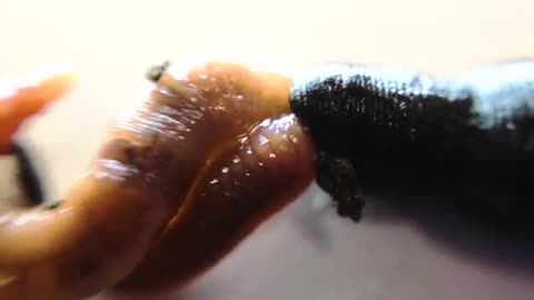 Horse-Leech Eating Earthworm MACRO_Cut