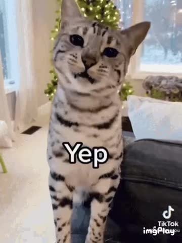 Cute Cat Gif 🐈