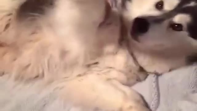 Dog temper, sleep cute