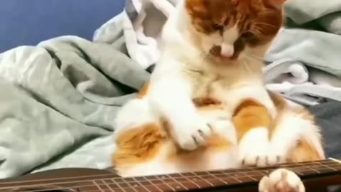 CAT FUNNY VIDEO