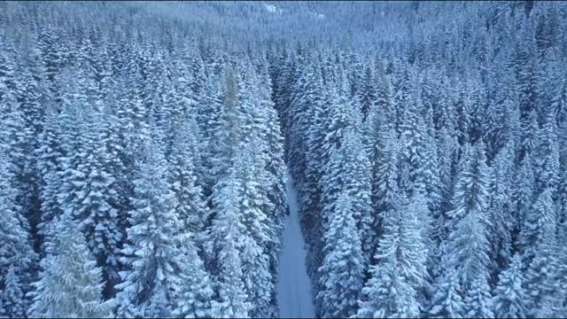 Trees covered with snow ❄️|Drone shot✈️|Heaven tracker