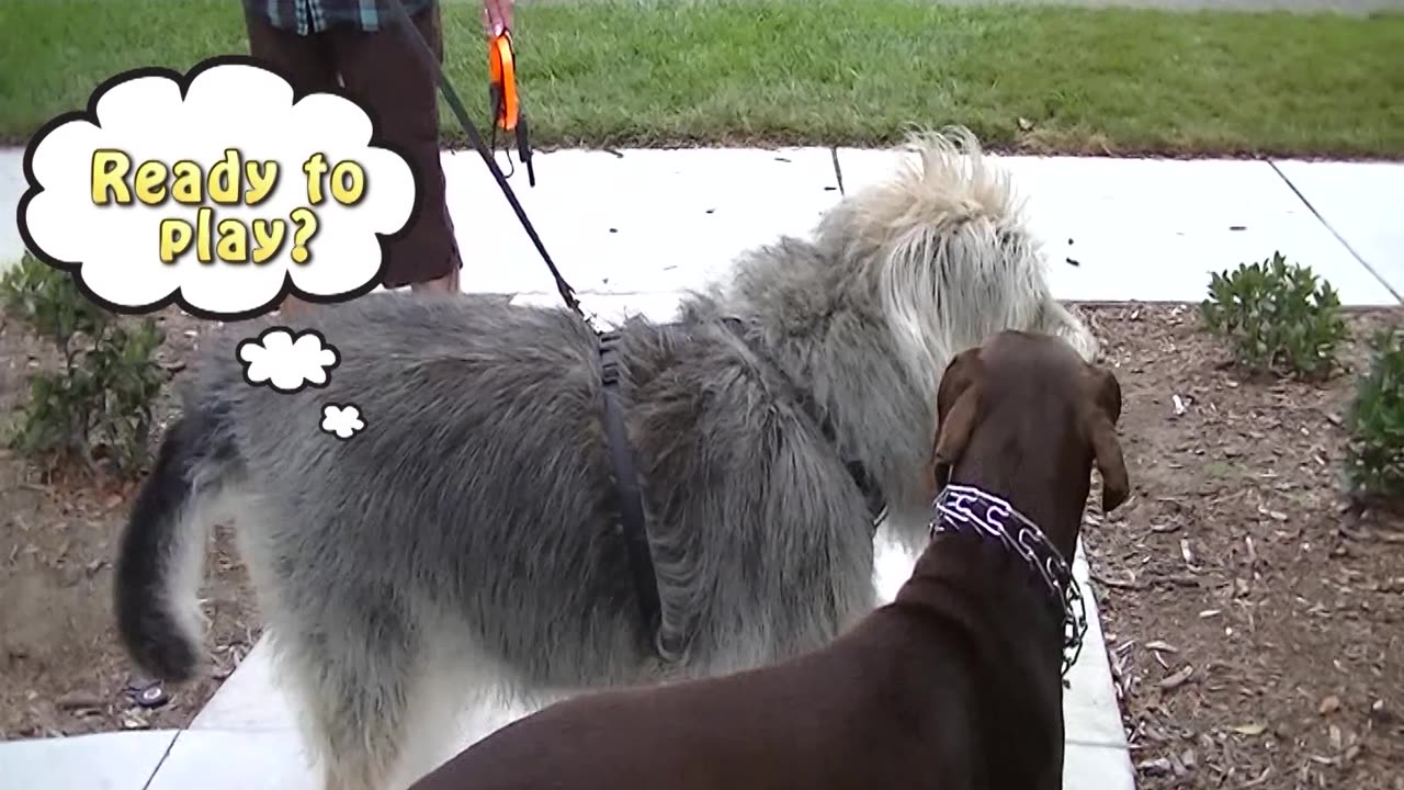 Roma and Grover Getting to Know Each Other