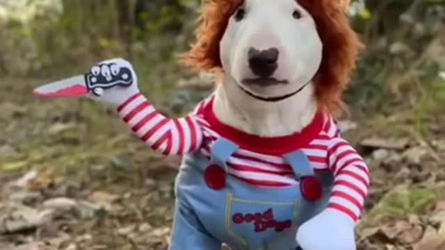 Its The Dog Of Chucky 🐶