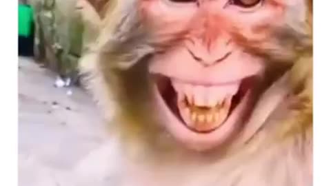 Funny videos of monkey.