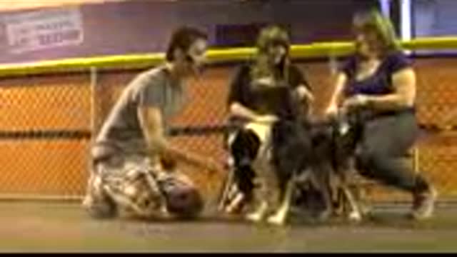 Dog Traning video no1