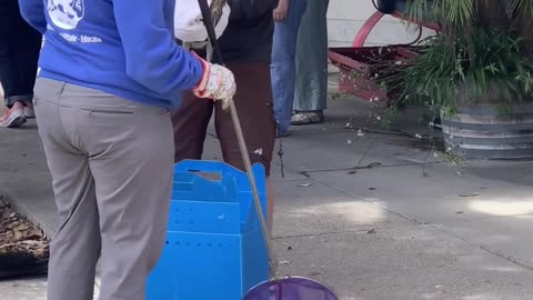 Wildlife Rescue Captures Young Black-Crowned Night Heron