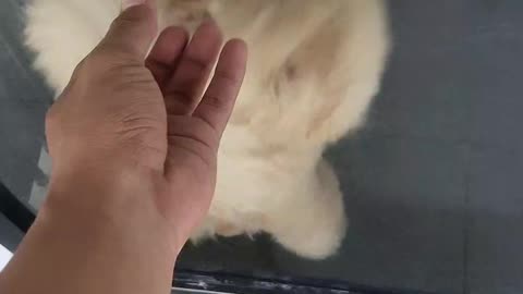 Funny dog LOL