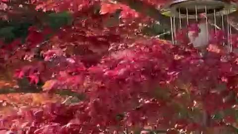 Japanese Temple