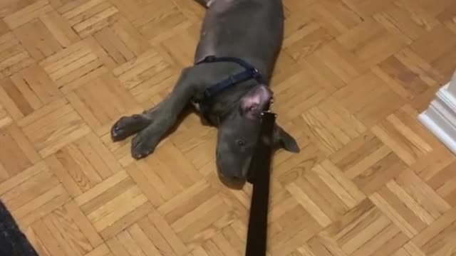 Lazy dogs can also make people speechless