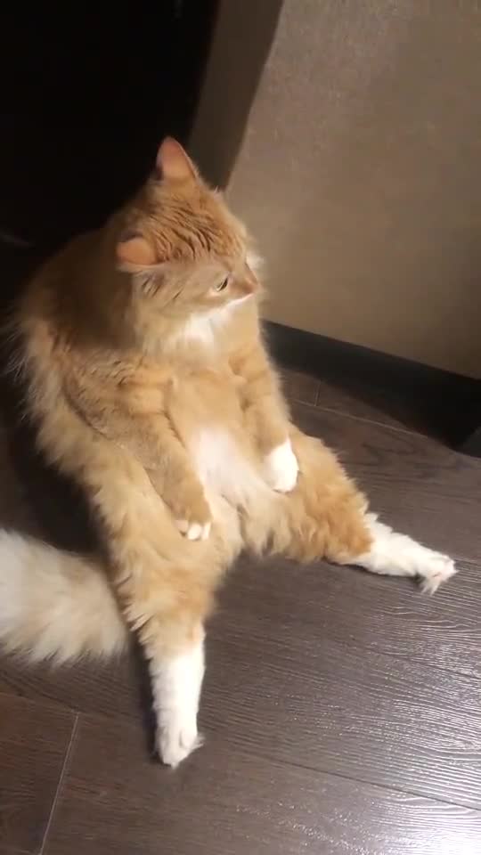 cat sat down to rest