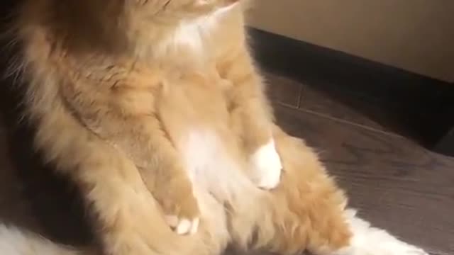 cat sat down to rest